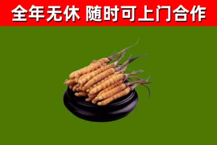 右玉烟酒回收冬虫夏草.jpg