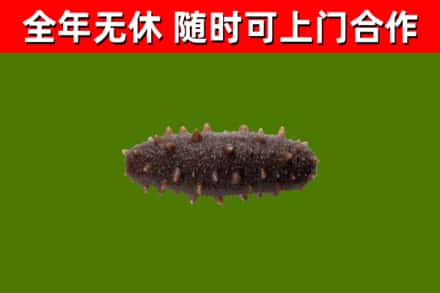 右玉回收海参干